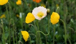 罂粟高清在线观看,高清在线揭秘毒品背后的黑暗世界